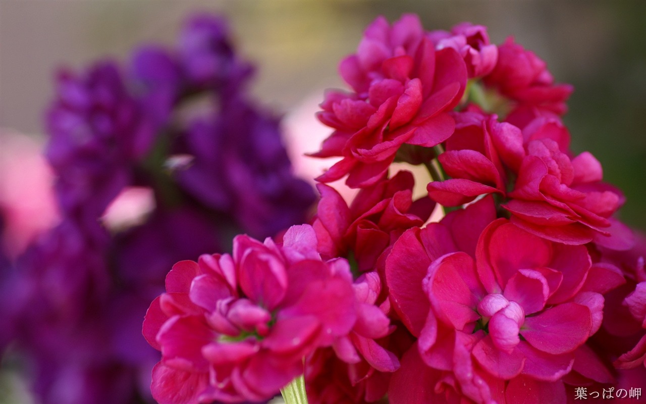 Widescreen wallpaper flowers close-up (15) #4 - 1280x800