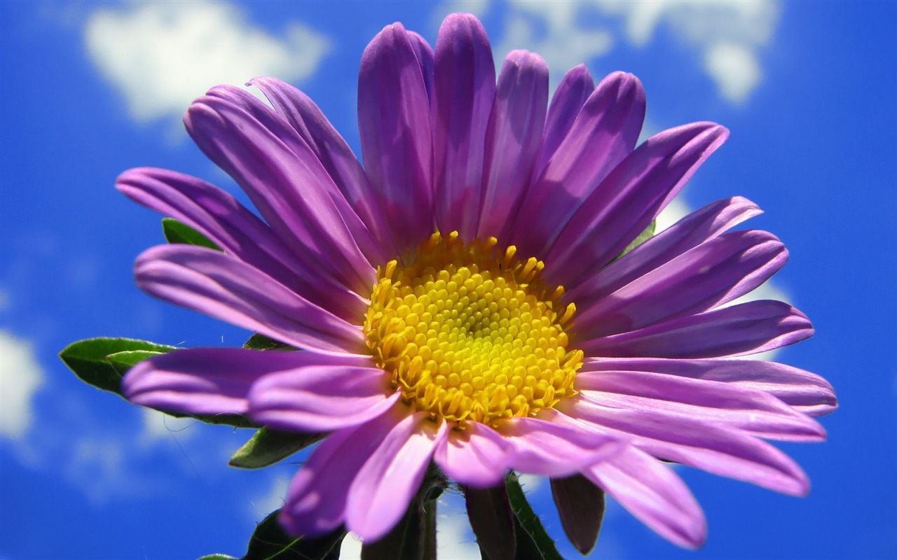 fleurs fond d'écran Widescreen close-up (15) #5 - 1280x800