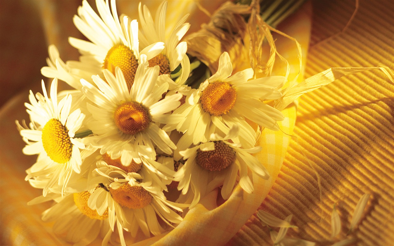 Widescreen wallpaper flowers close-up (15) #6 - 1280x800
