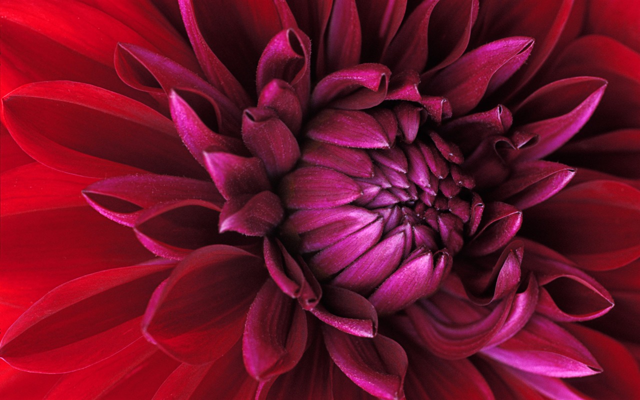 fleurs fond d'écran Widescreen close-up (15) #7 - 1280x800