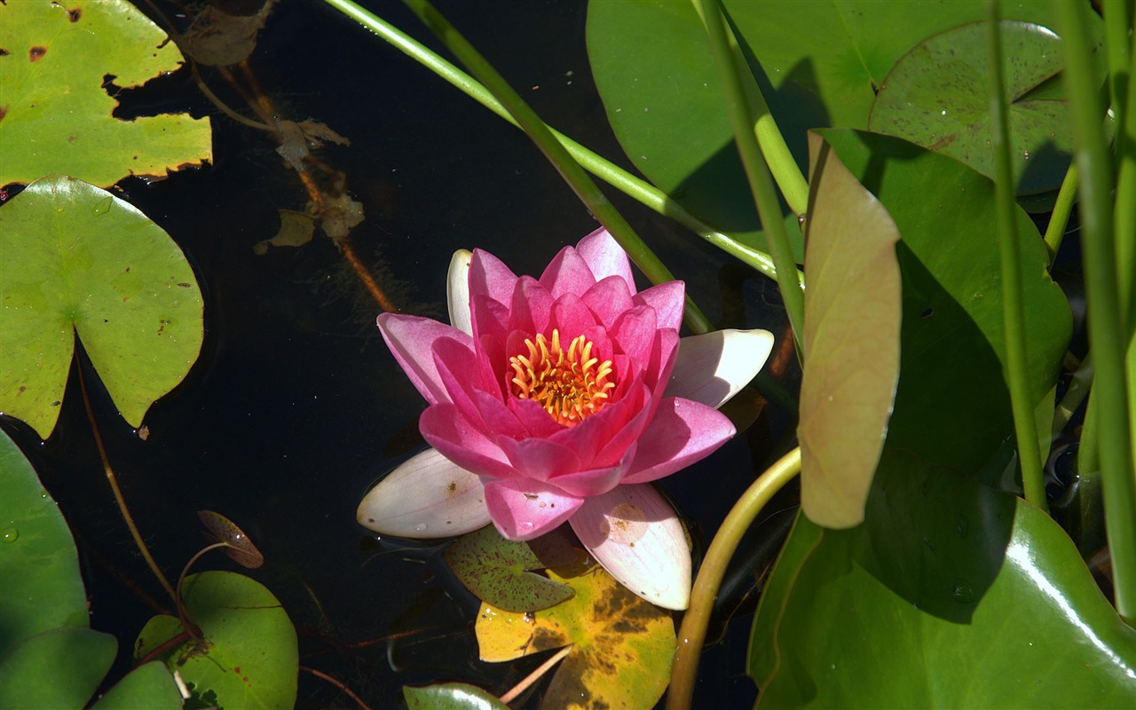 宽屏鲜花特写 壁纸(15)15 - 1280x800