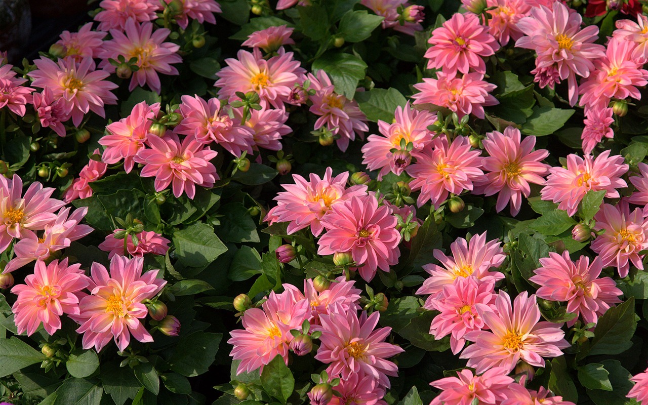 fleurs fond d'écran Widescreen close-up (15) #17 - 1280x800