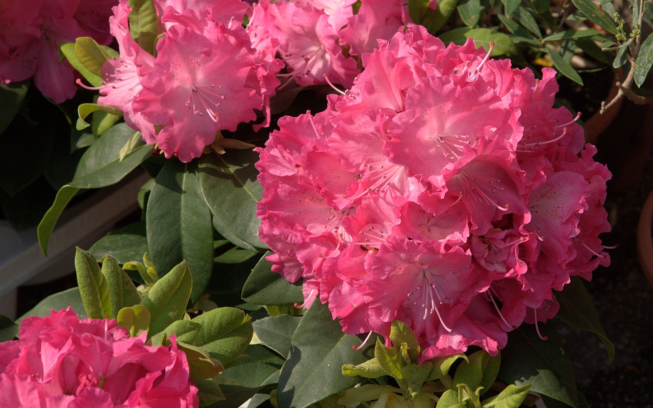 fleurs fond d'écran Widescreen close-up (15) #19 - 1280x800