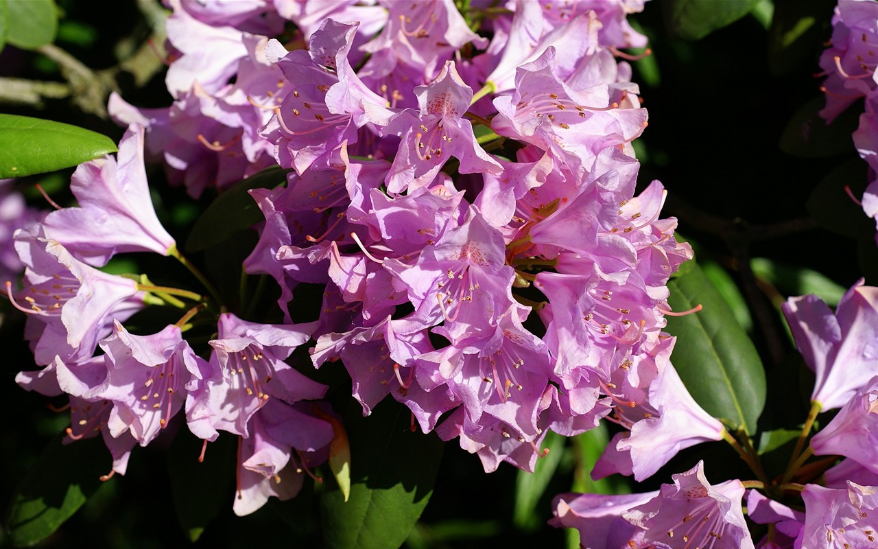 fleurs fond d'écran Widescreen close-up (16) #5 - 1280x800