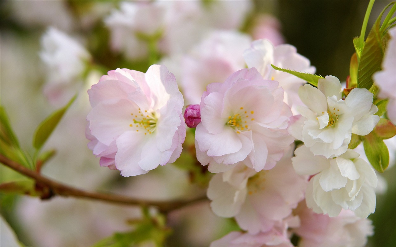 宽屏鲜花特写 壁纸(16)9 - 1280x800