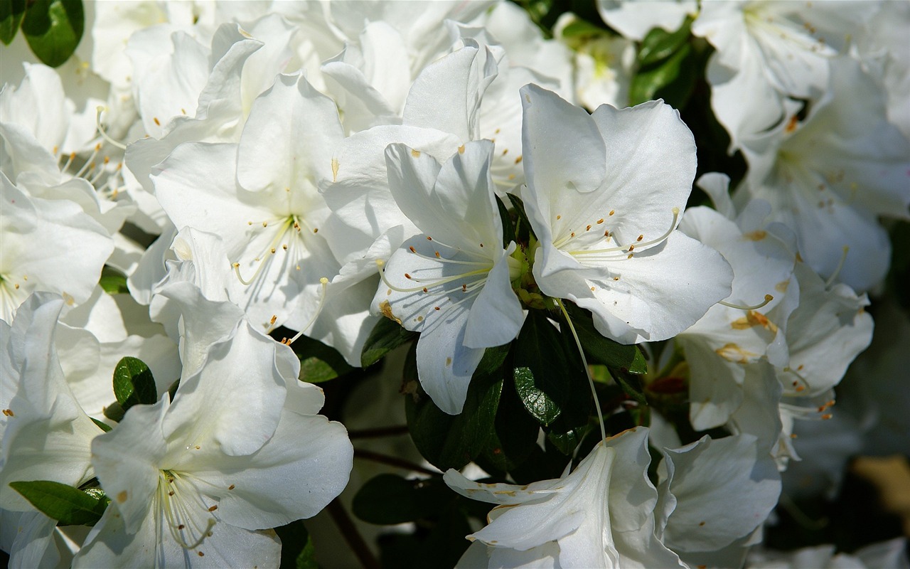 宽屏鲜花特写 壁纸(16)14 - 1280x800