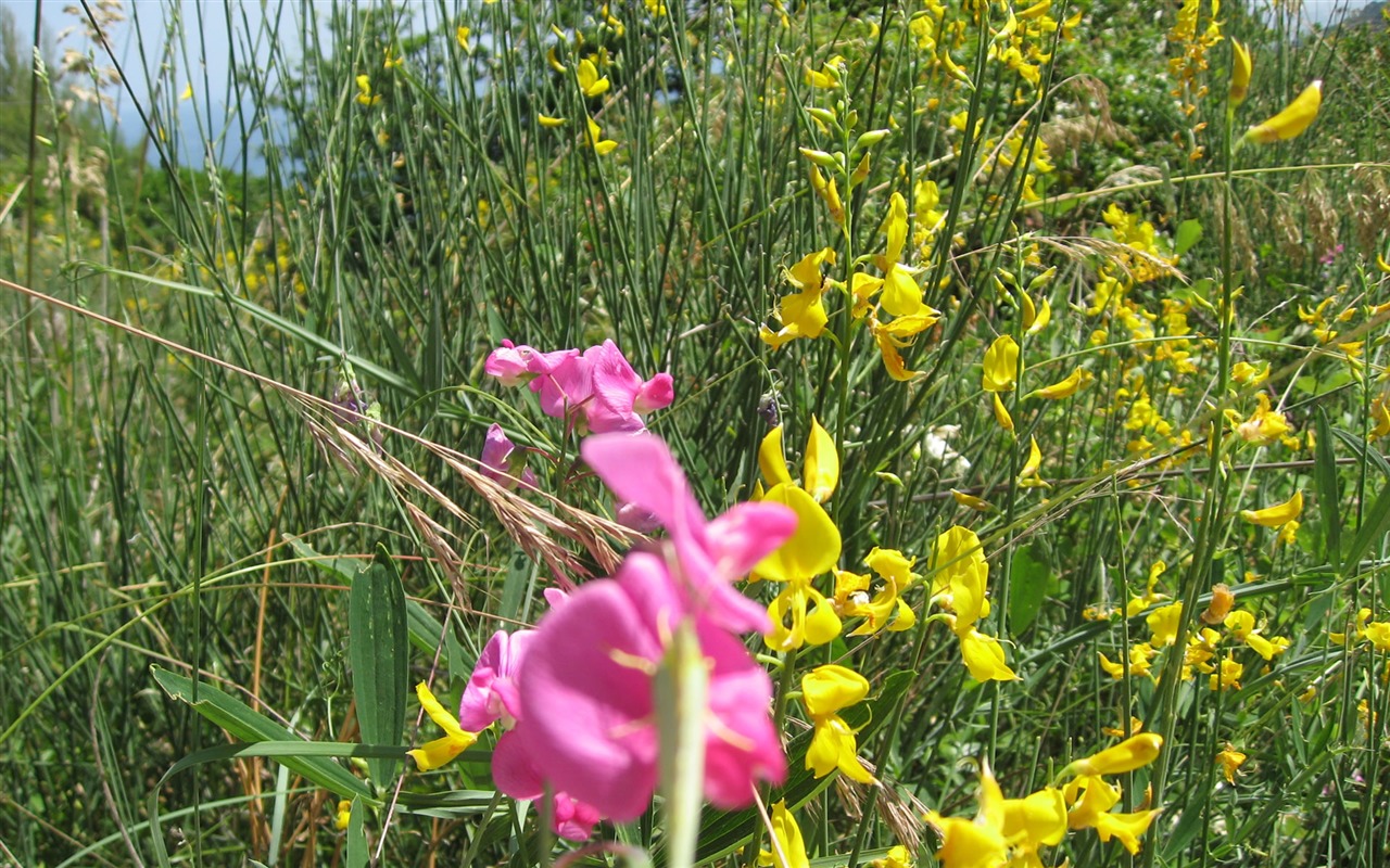 fleurs fond d'écran Widescreen close-up (17) #4 - 1280x800