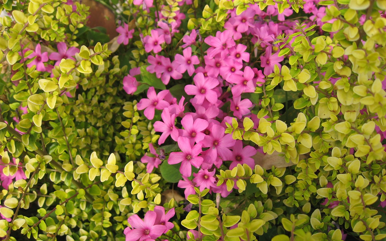 寬屏鮮花特寫 壁紙(17) #6 - 1280x800