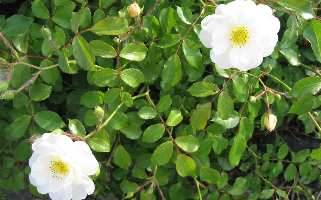 fleurs fond d'écran Widescreen close-up (17) #11 - 1280x800