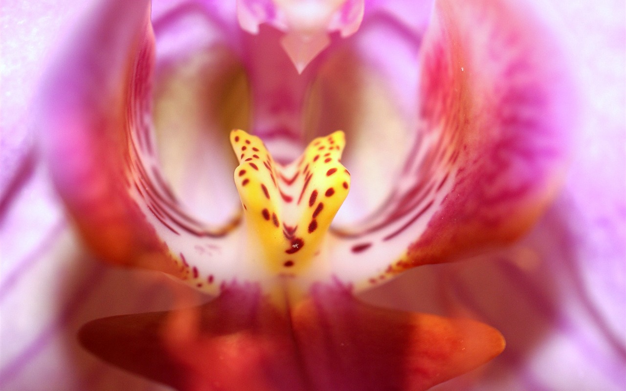 Widescreen wallpaper flowers close-up (18) #5 - 1280x800