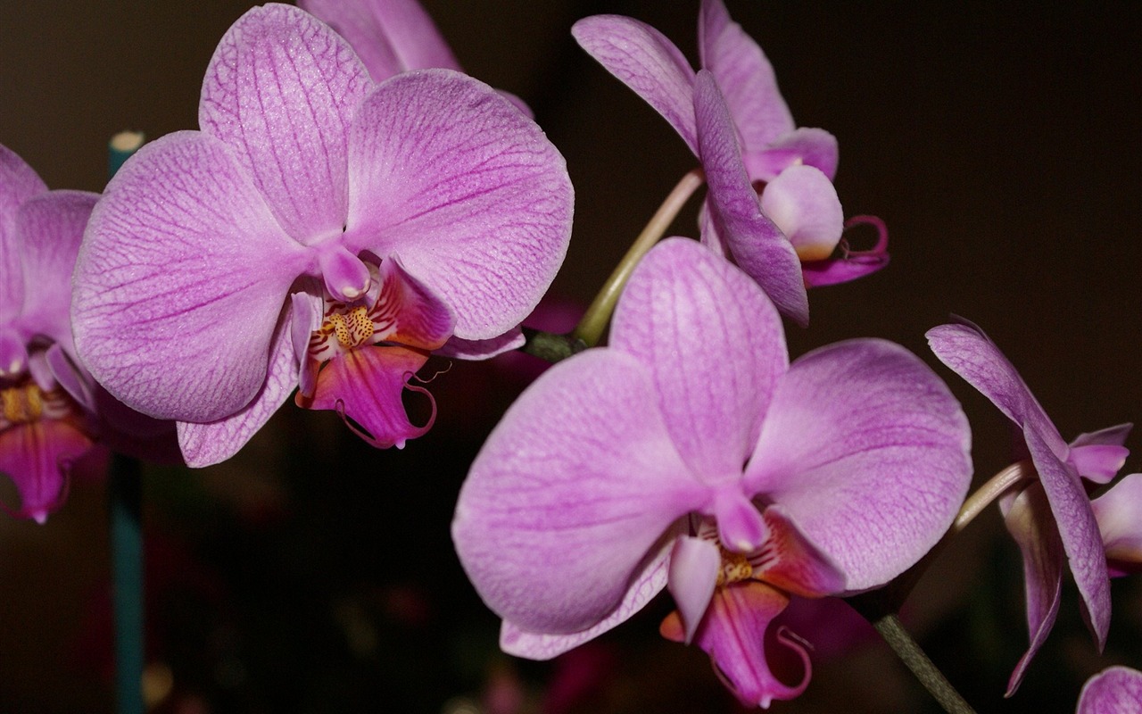 宽屏鲜花特写 壁纸(18)8 - 1280x800