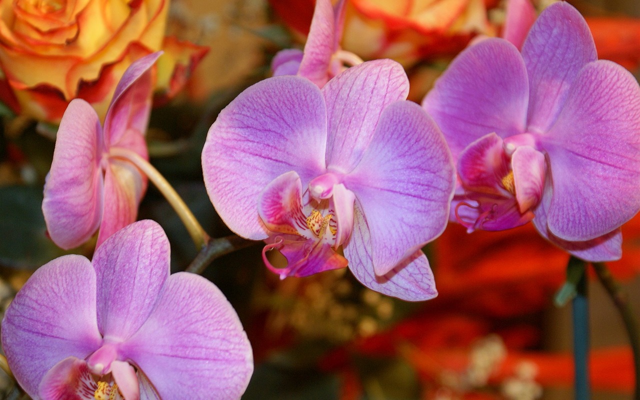 fleurs fond d'écran Widescreen close-up (18) #16 - 1280x800