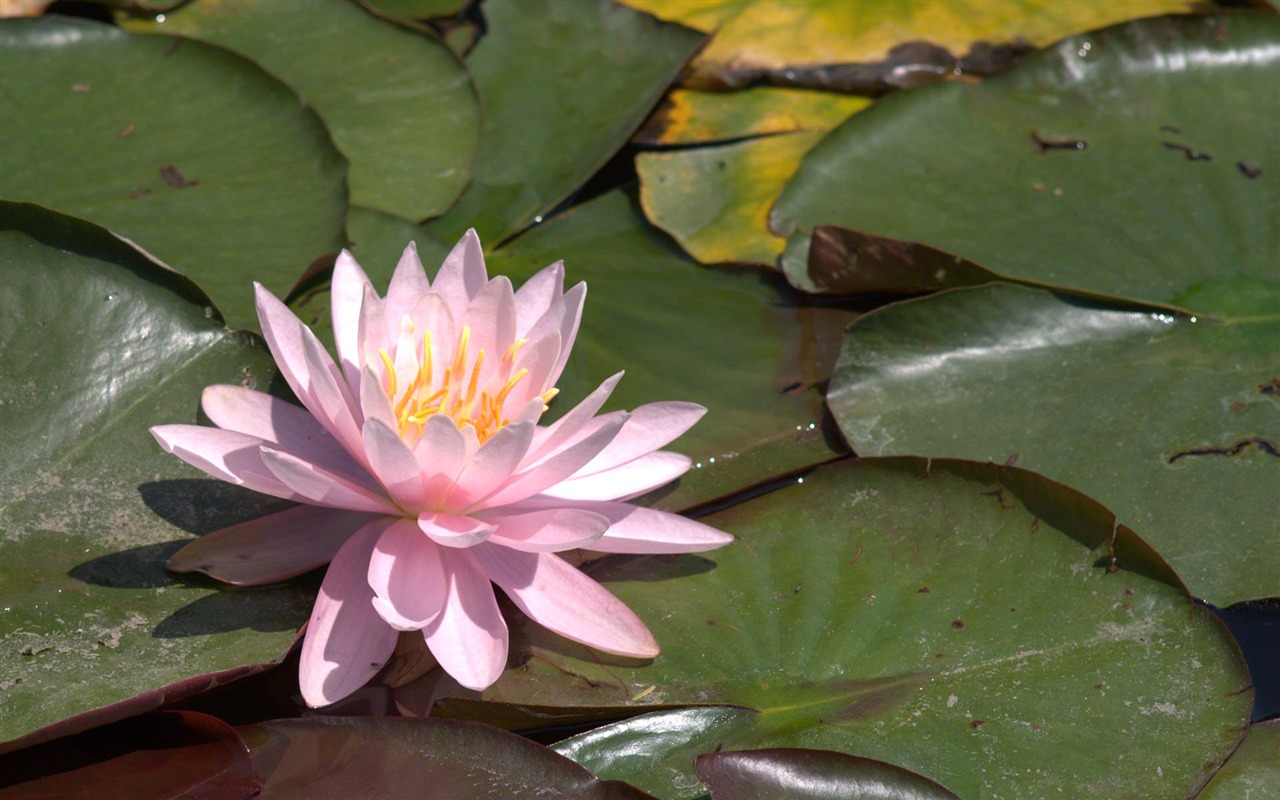 Water Lily 睡蓮 高清壁紙 #4 - 1280x800