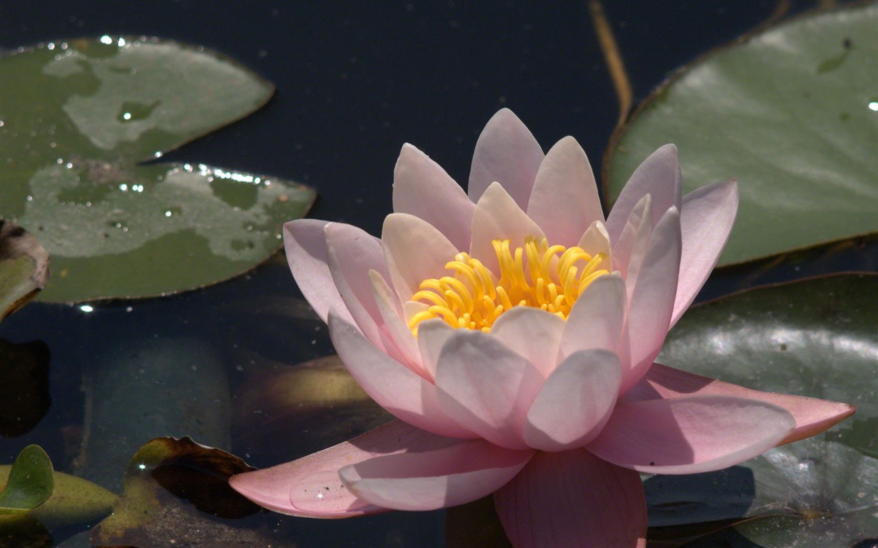 Water Lily 睡蓮 高清壁紙 #12 - 1280x800