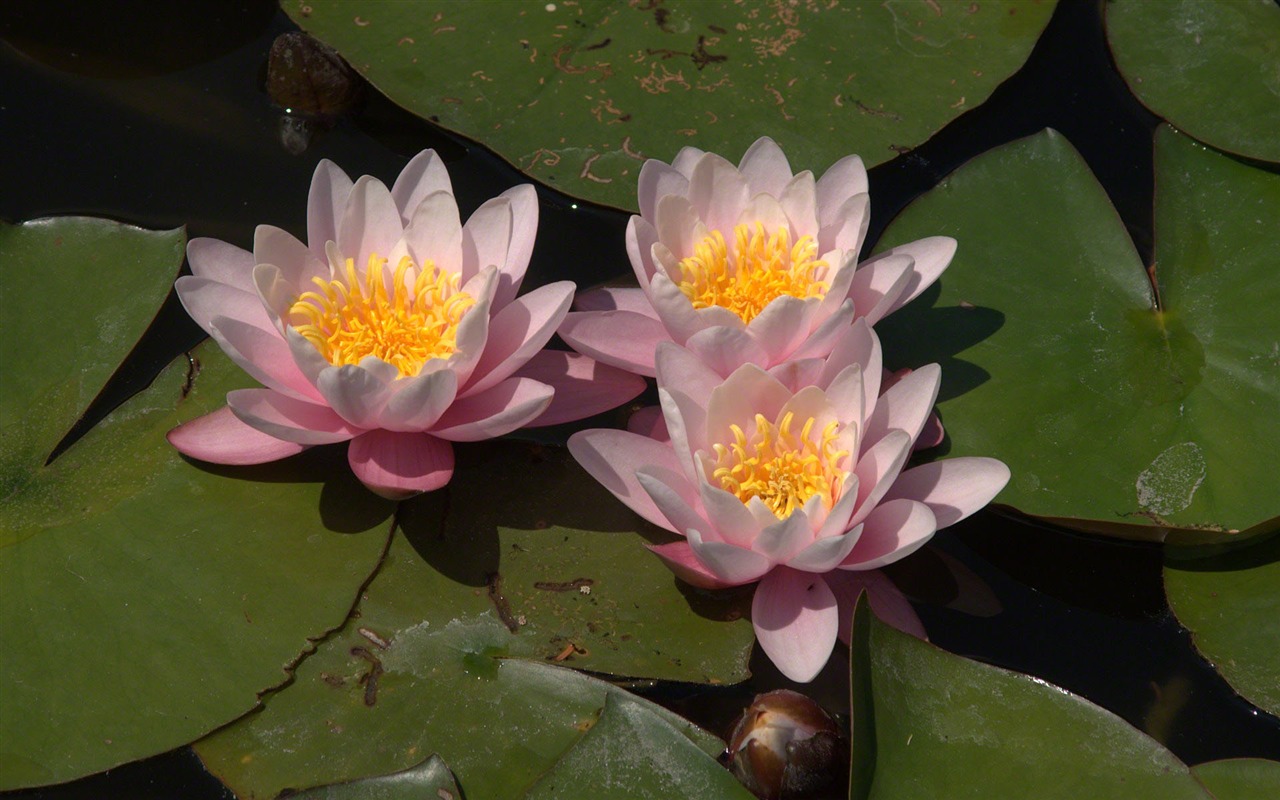 Water Lily 睡蓮 高清壁紙 #14 - 1280x800