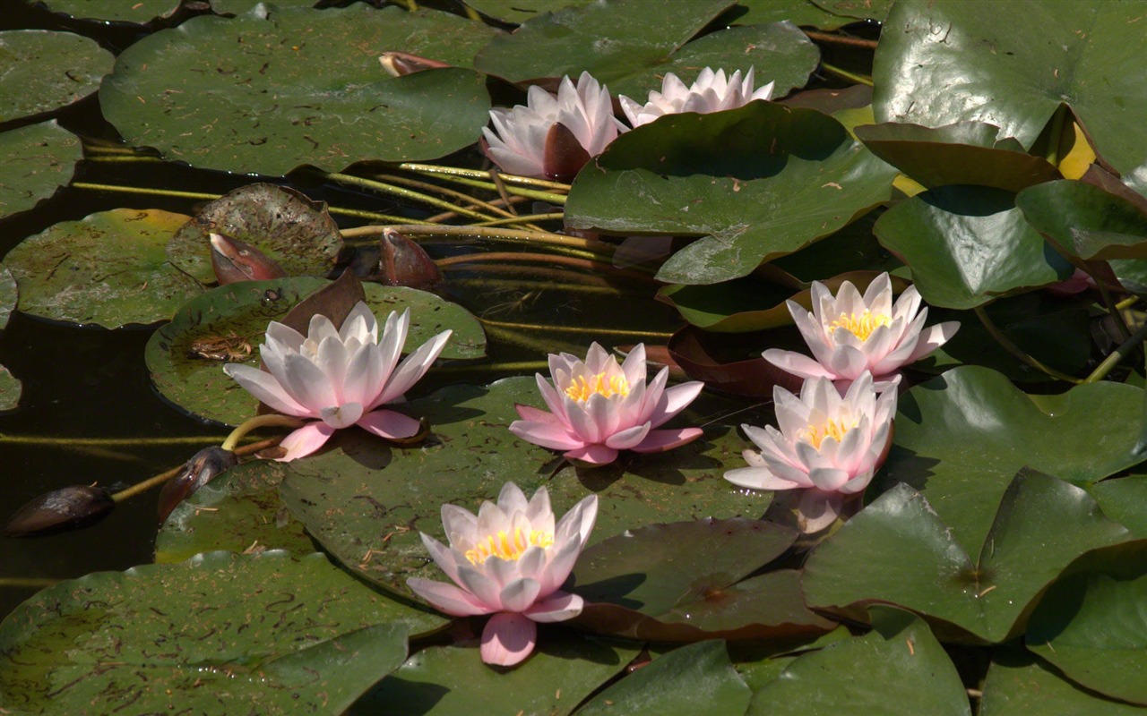 Water Lily 睡莲 高清壁纸15 - 1280x800