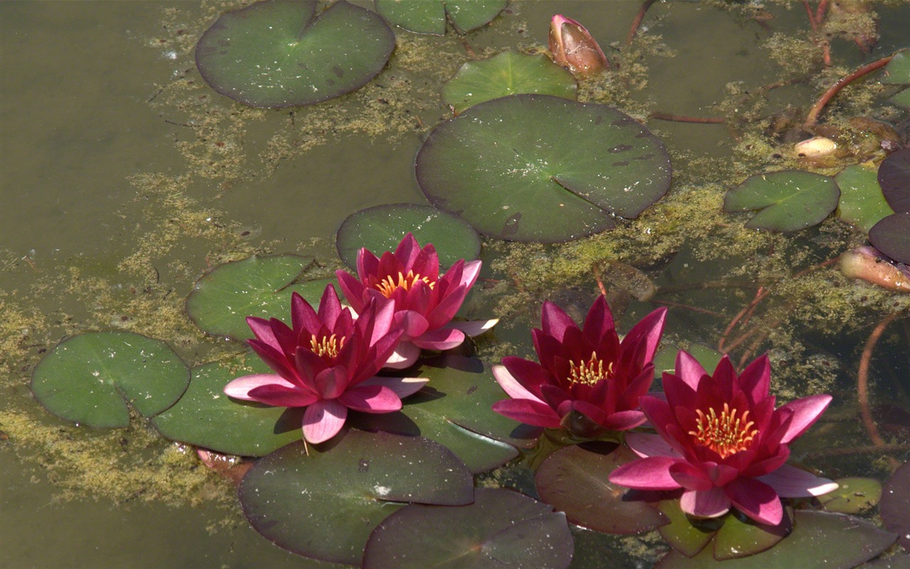 Water Lily 睡蓮 高清壁紙 #17 - 1280x800
