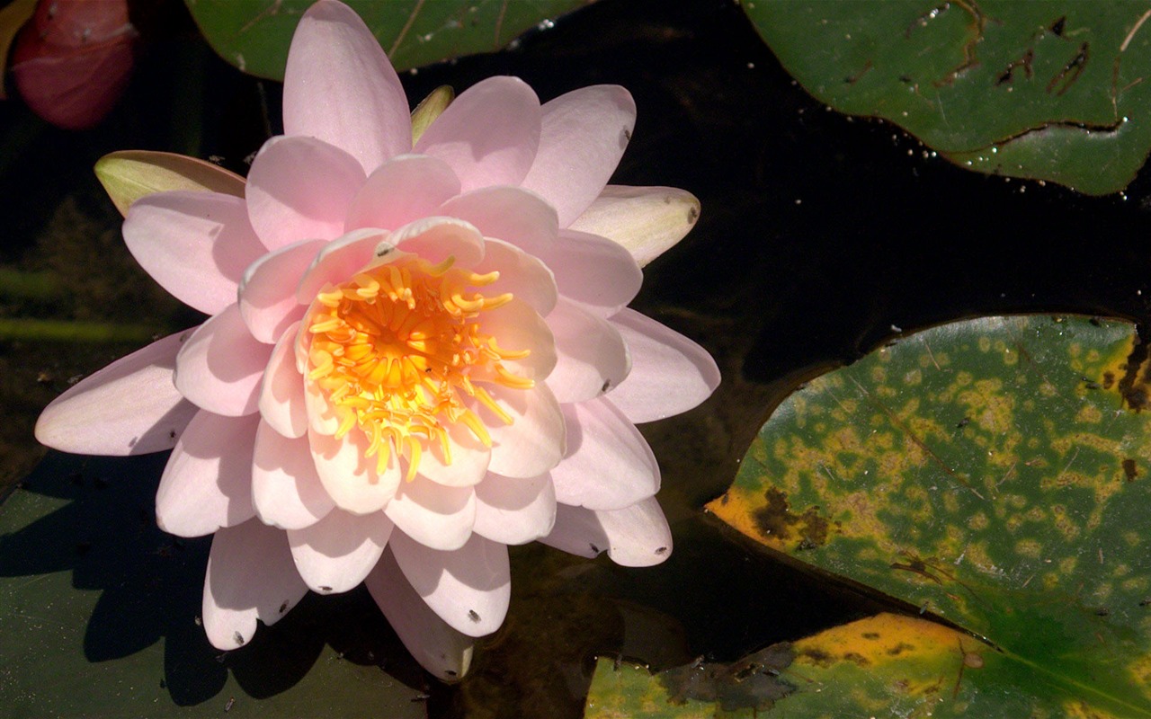 Water Lily 睡蓮 高清壁紙 #18 - 1280x800