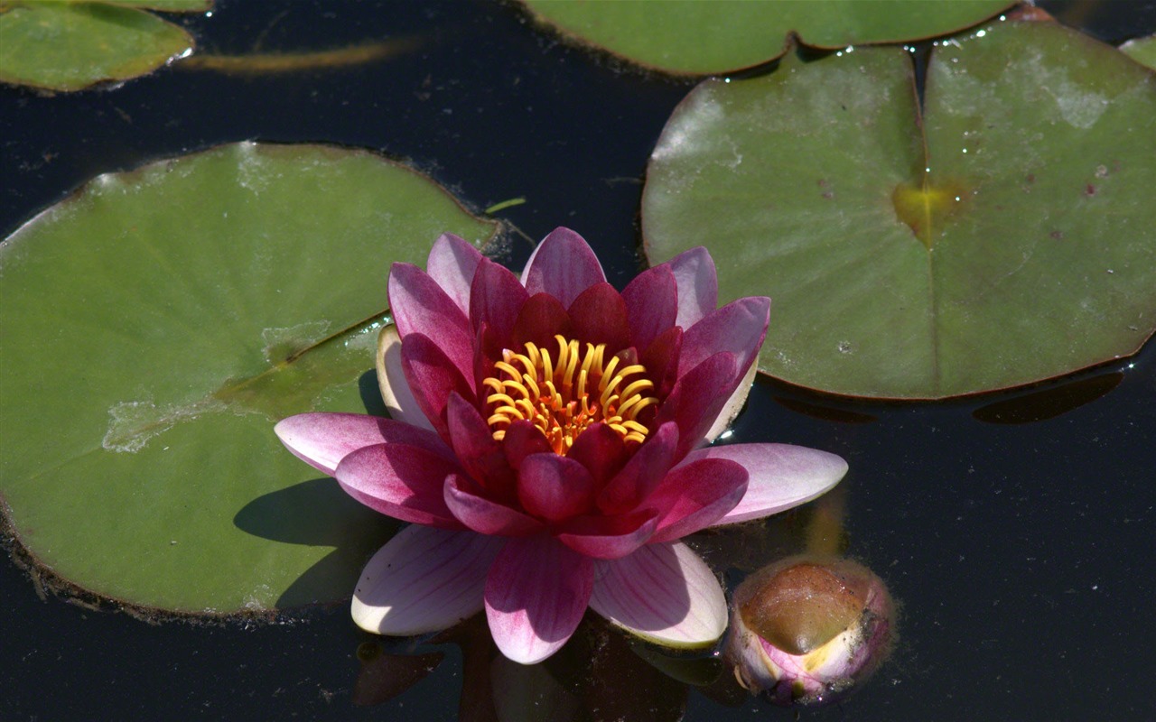 Water Lily 睡莲 高清壁纸20 - 1280x800