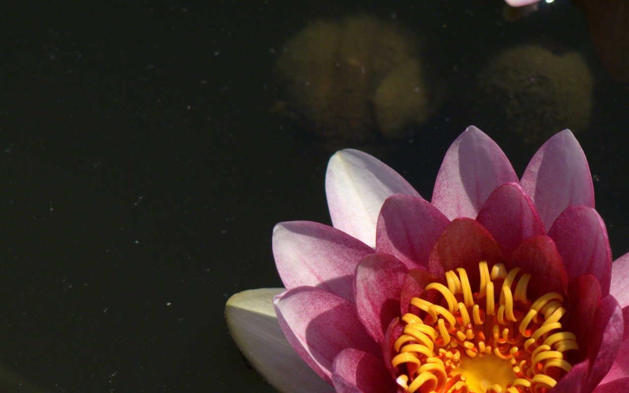 Water Lily 睡蓮 高清壁紙 #21 - 1280x800