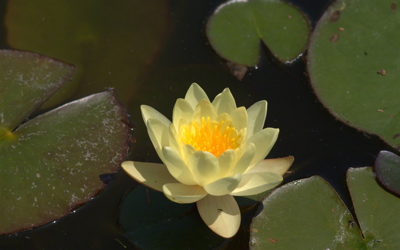 Water Lily 睡蓮 高清壁紙 #22 - 1280x800