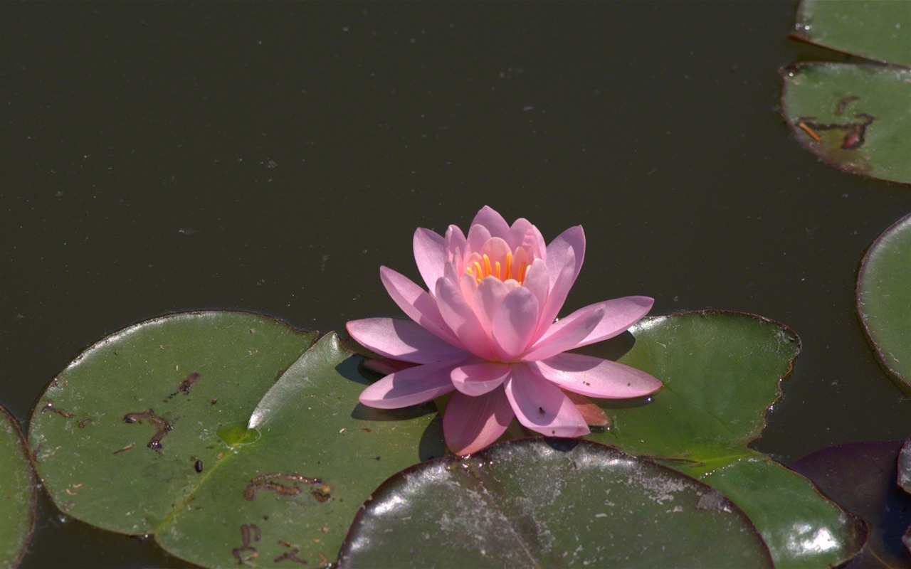 Water Lily 睡莲 高清壁纸23 - 1280x800