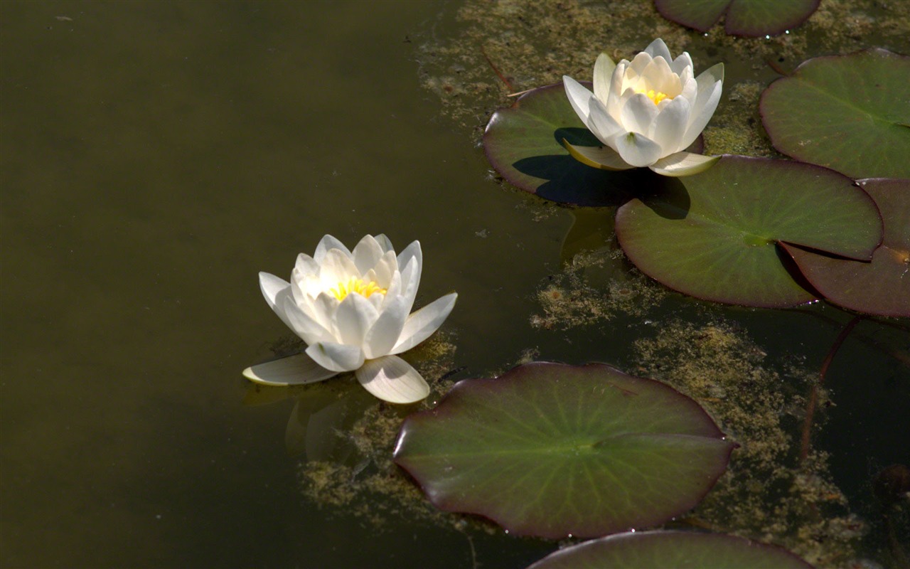 Water Lily 睡蓮 高清壁紙 #24 - 1280x800