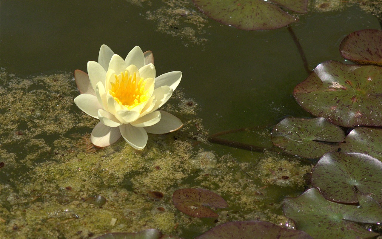 Water Lily 睡蓮 高清壁紙 #26 - 1280x800