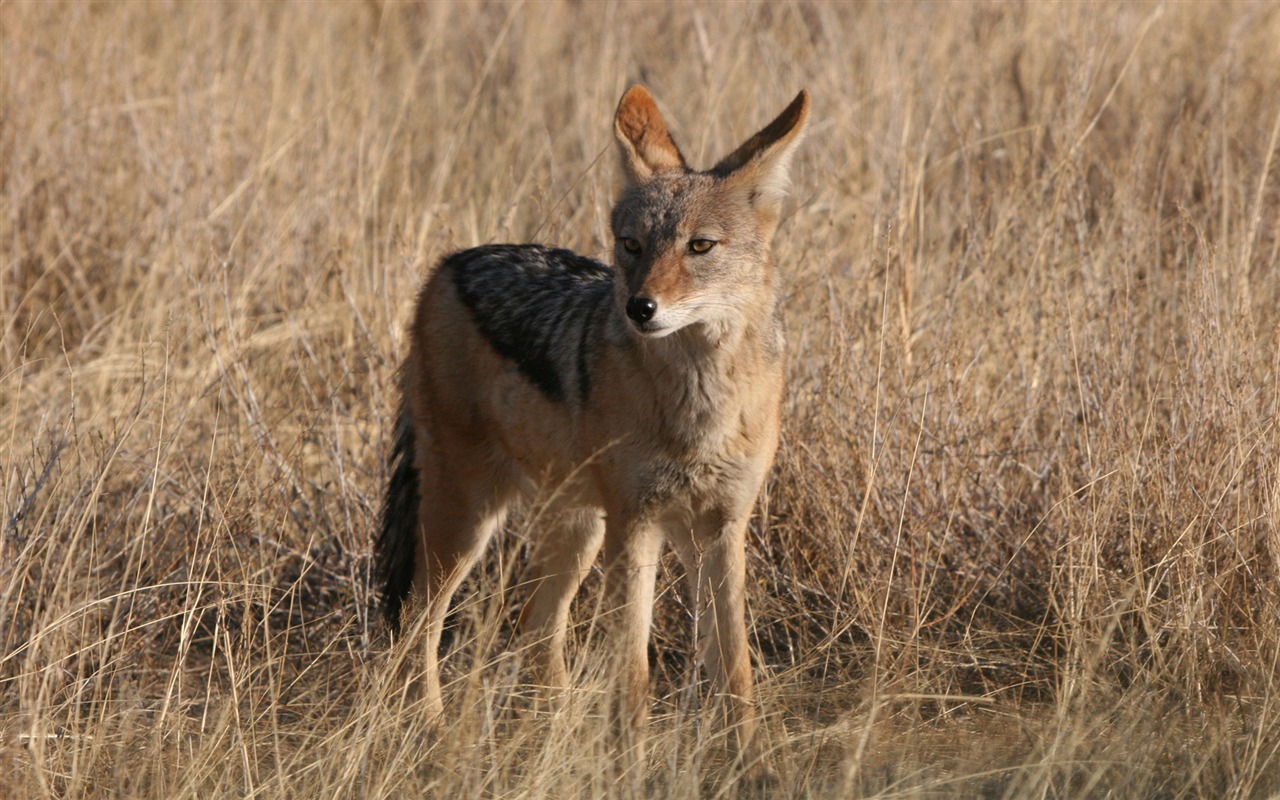 zvířat širokoúhlý Tapety Kolekce (15) #18 - 1280x800