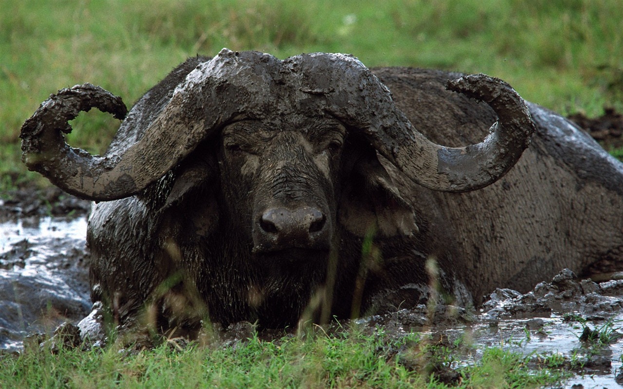 Animal Widescreen Wallpapers Collection (16) #18 - 1280x800
