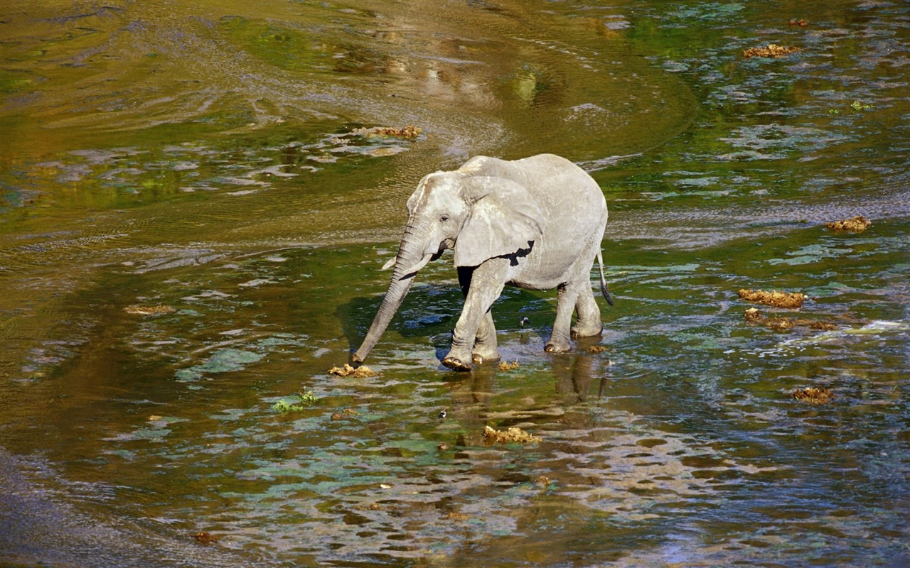 zvířat širokoúhlý Tapety Kolekce (16) #20 - 1280x800