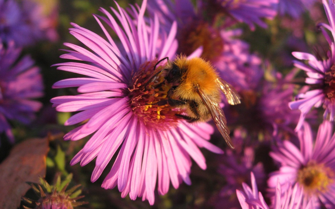 Aster Květiny wallpaper album #1 - 1280x800