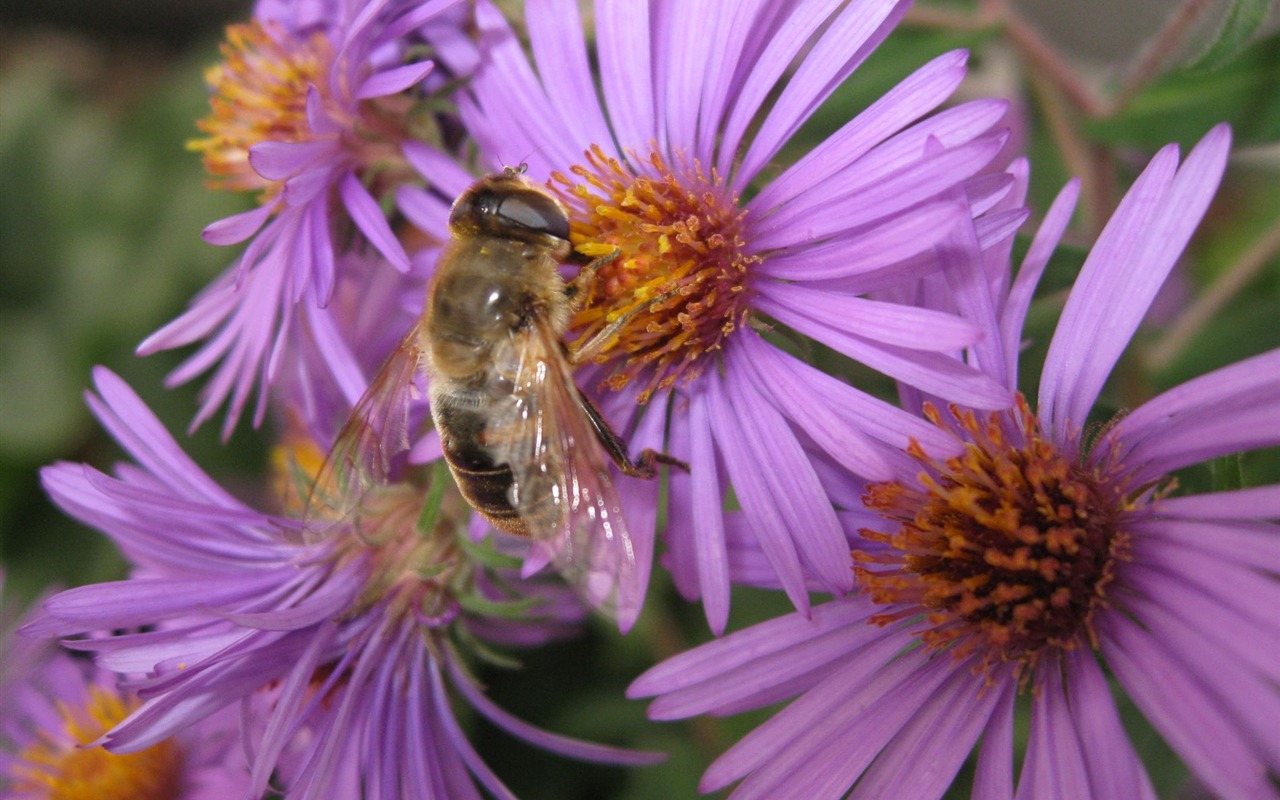 Aster Flowers Tapete Album #2 - 1280x800