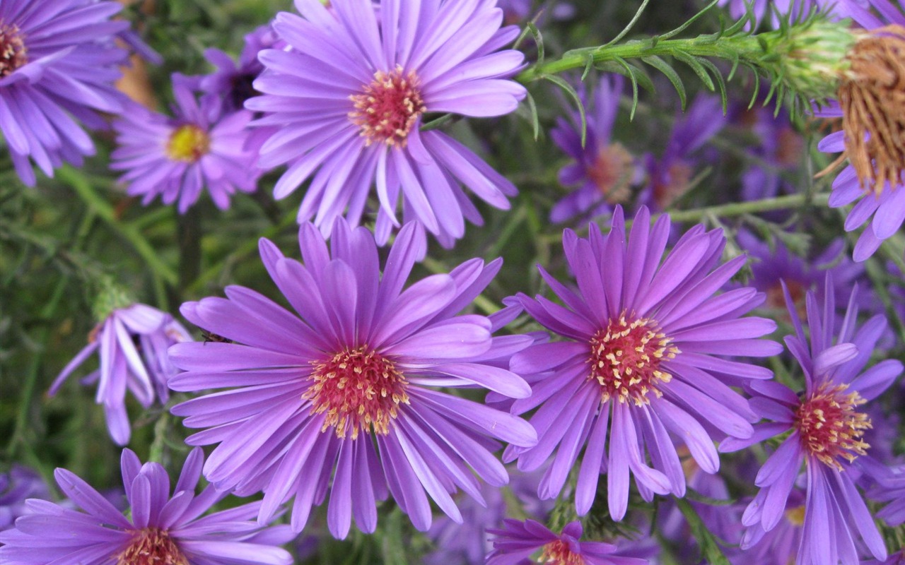 Aster Flowers wallpaper album #3 - 1280x800