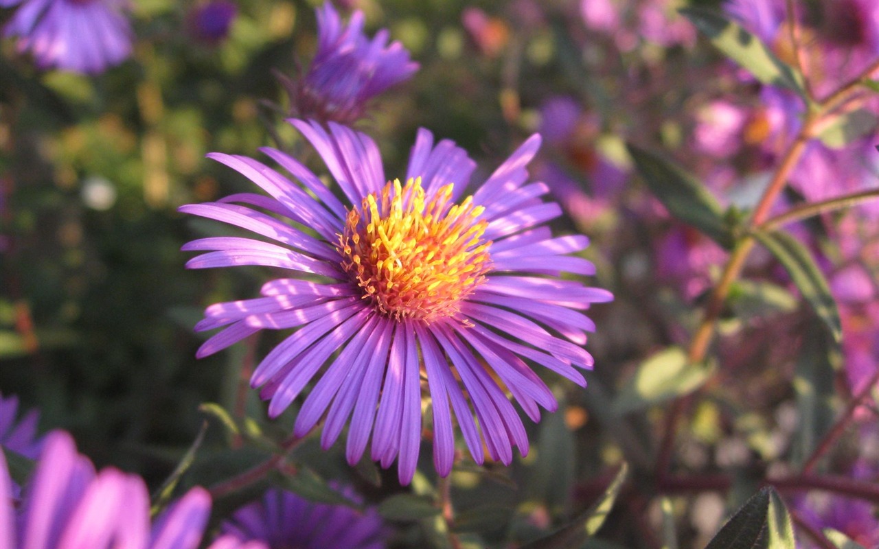 Aster Flowers 紫菀花 壁纸专辑5 - 1280x800