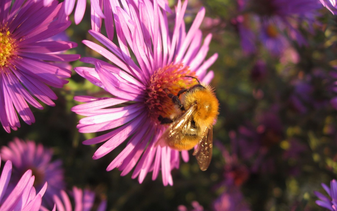 Aster Flowers 紫菀花 壁纸专辑6 - 1280x800