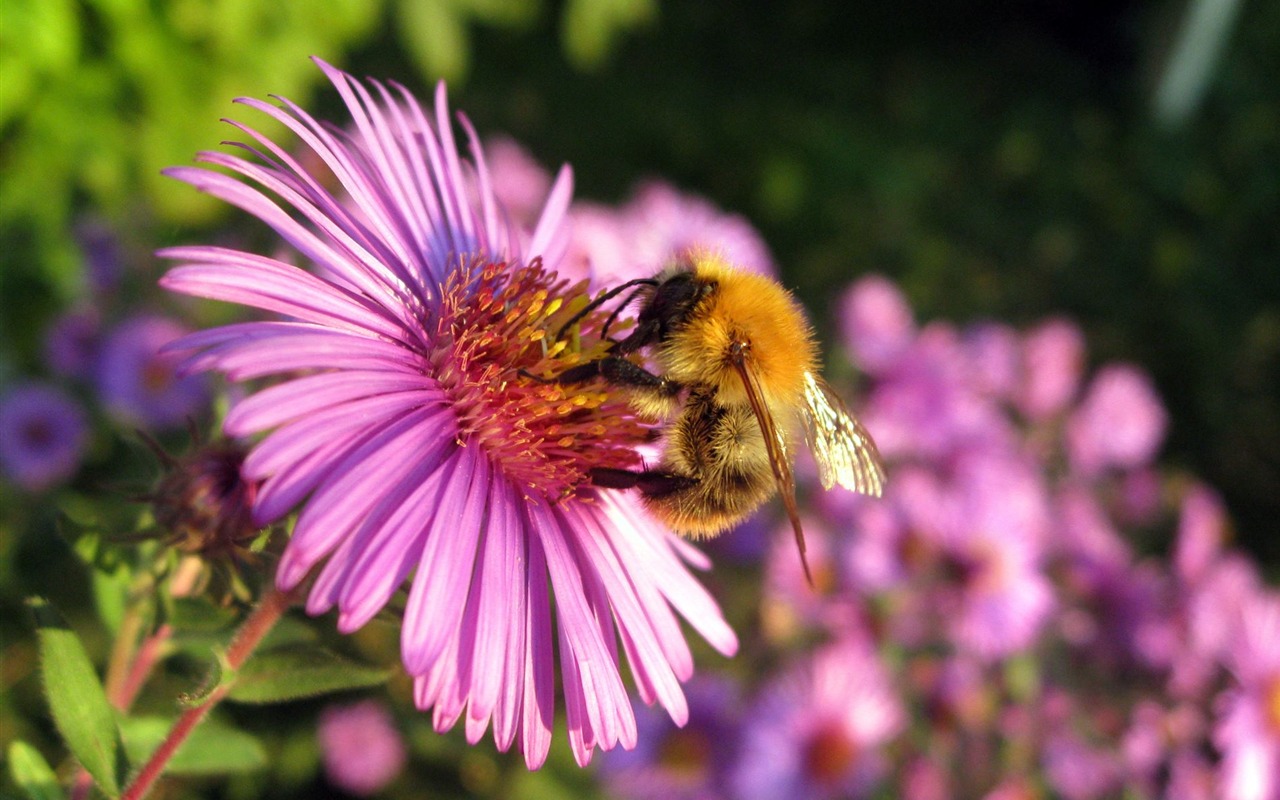 Aster Flowers wallpaper album #7 - 1280x800