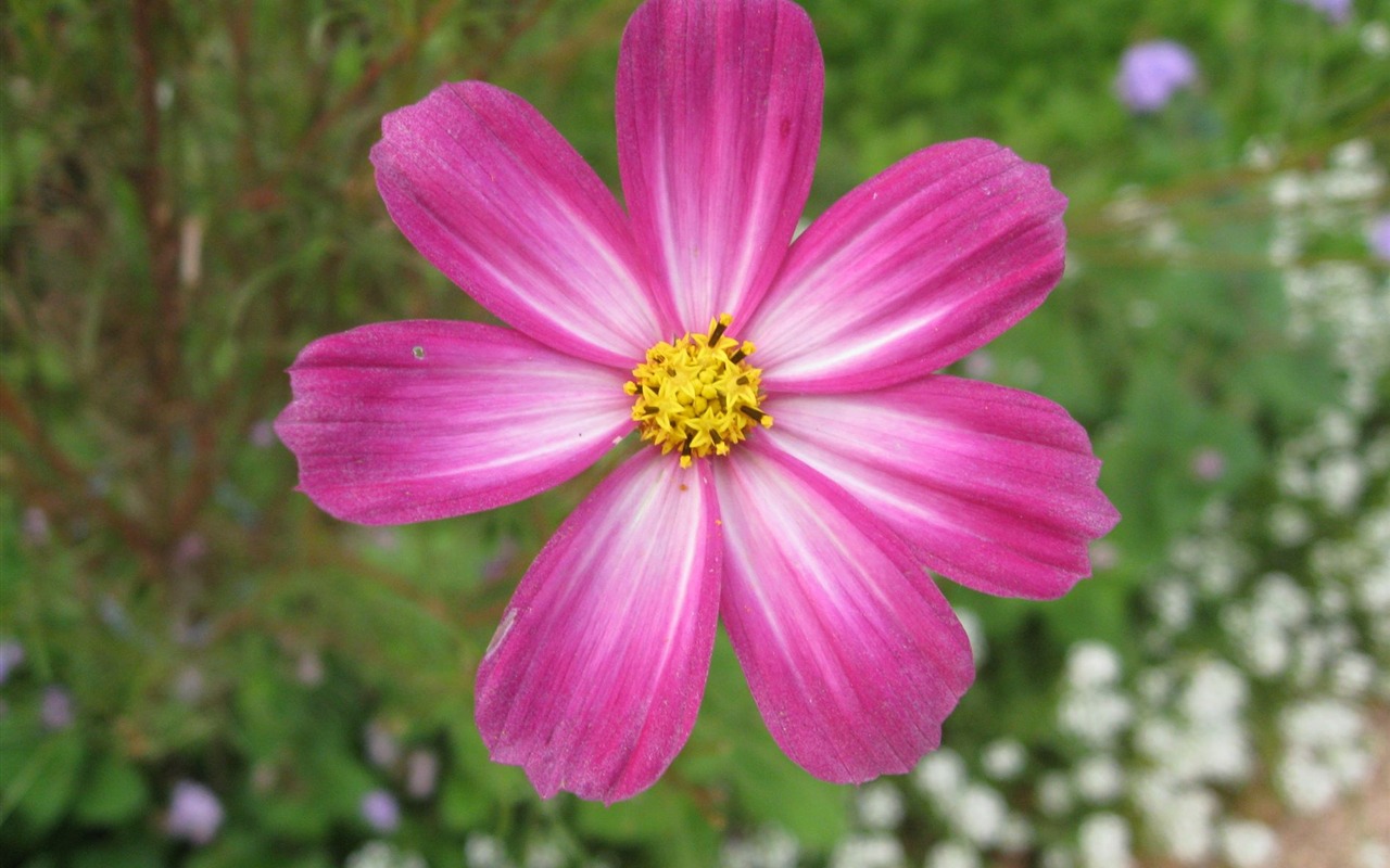 Aster Flowers wallpaper album #8 - 1280x800