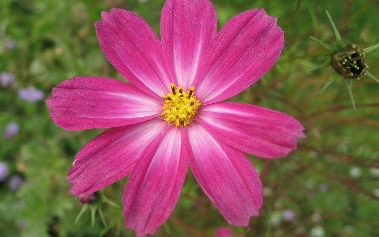 Aster Flowers wallpaper album #9 - 1280x800