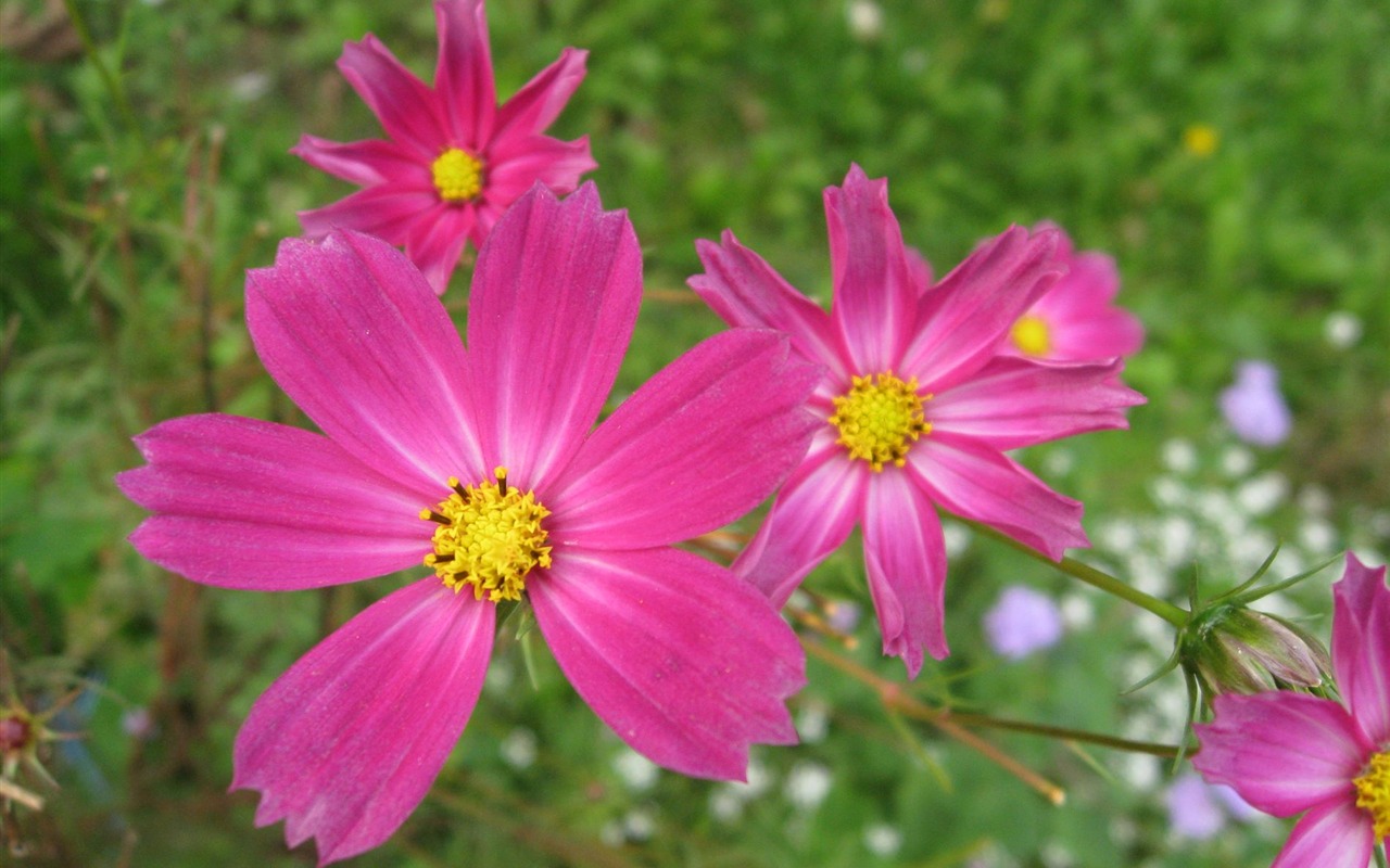 Aster Flowers 紫菀花 壁纸专辑10 - 1280x800
