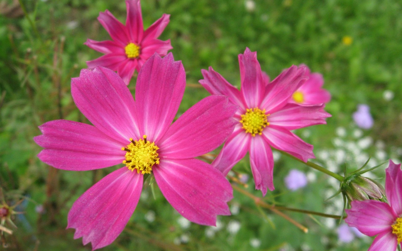 Aster Flowers Tapete Album #10 - 1280x800