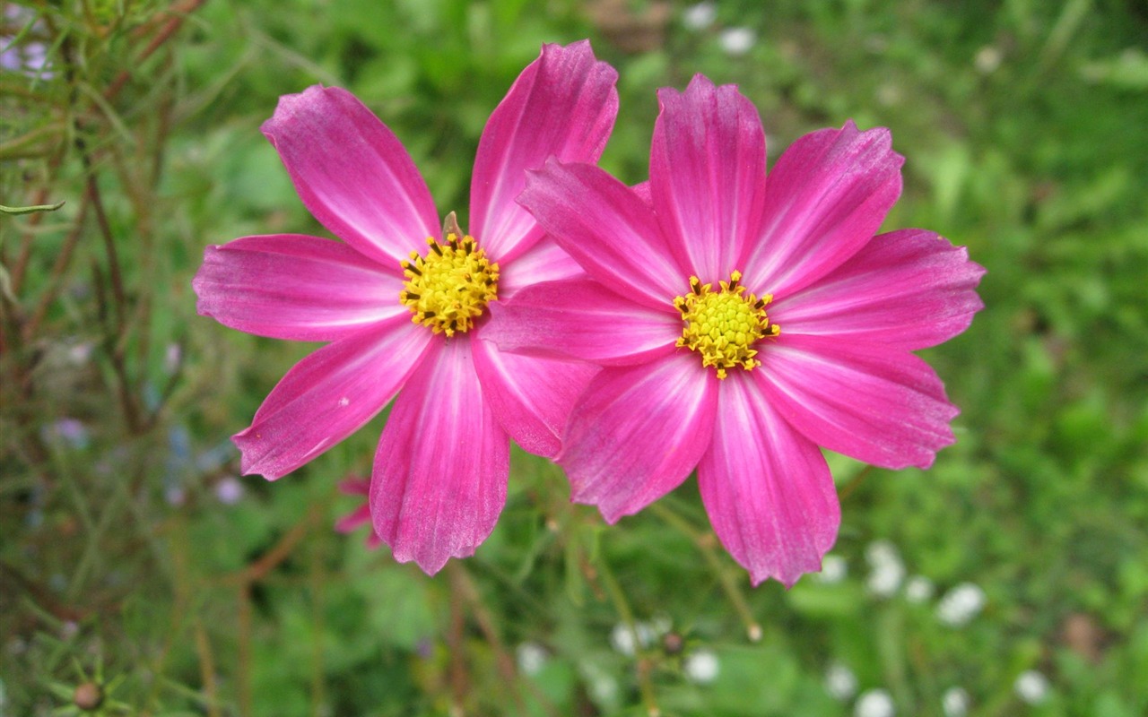 Aster Flowers wallpaper album #11 - 1280x800