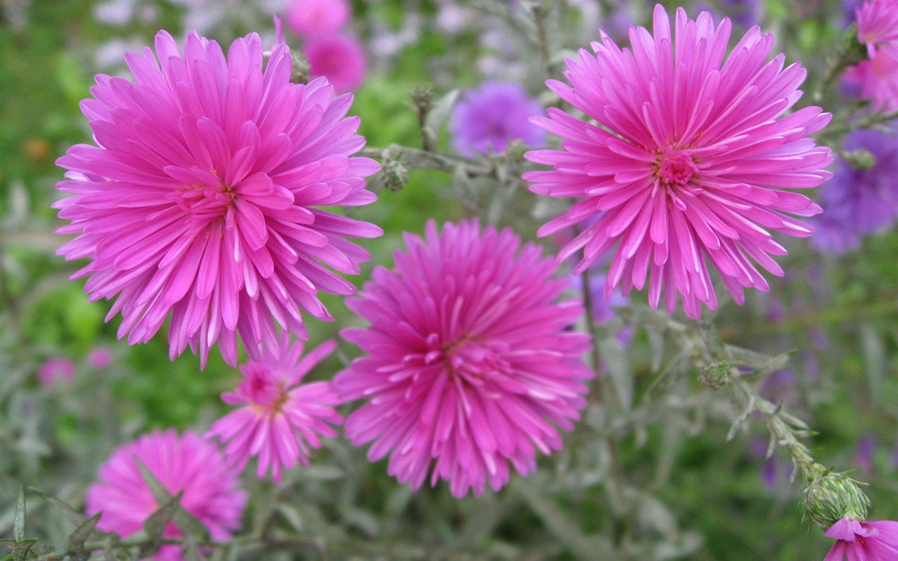 Aster Flowers wallpaper album #12 - 1280x800