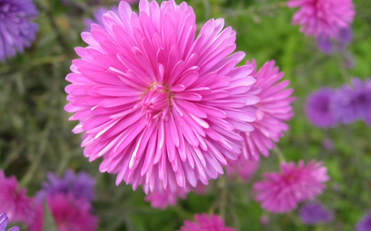 Aster Flowers wallpaper album #13 - 1280x800