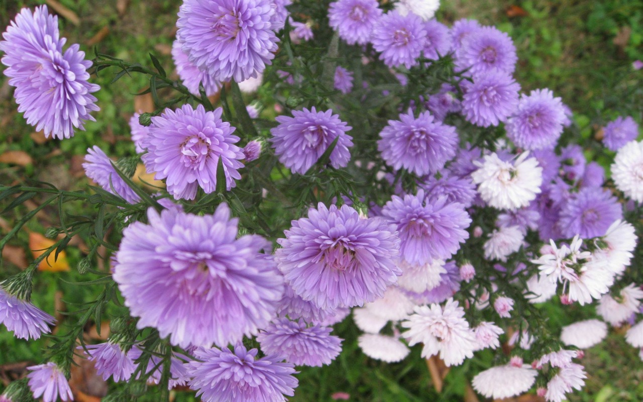 Aster Flowers wallpaper album #14 - 1280x800