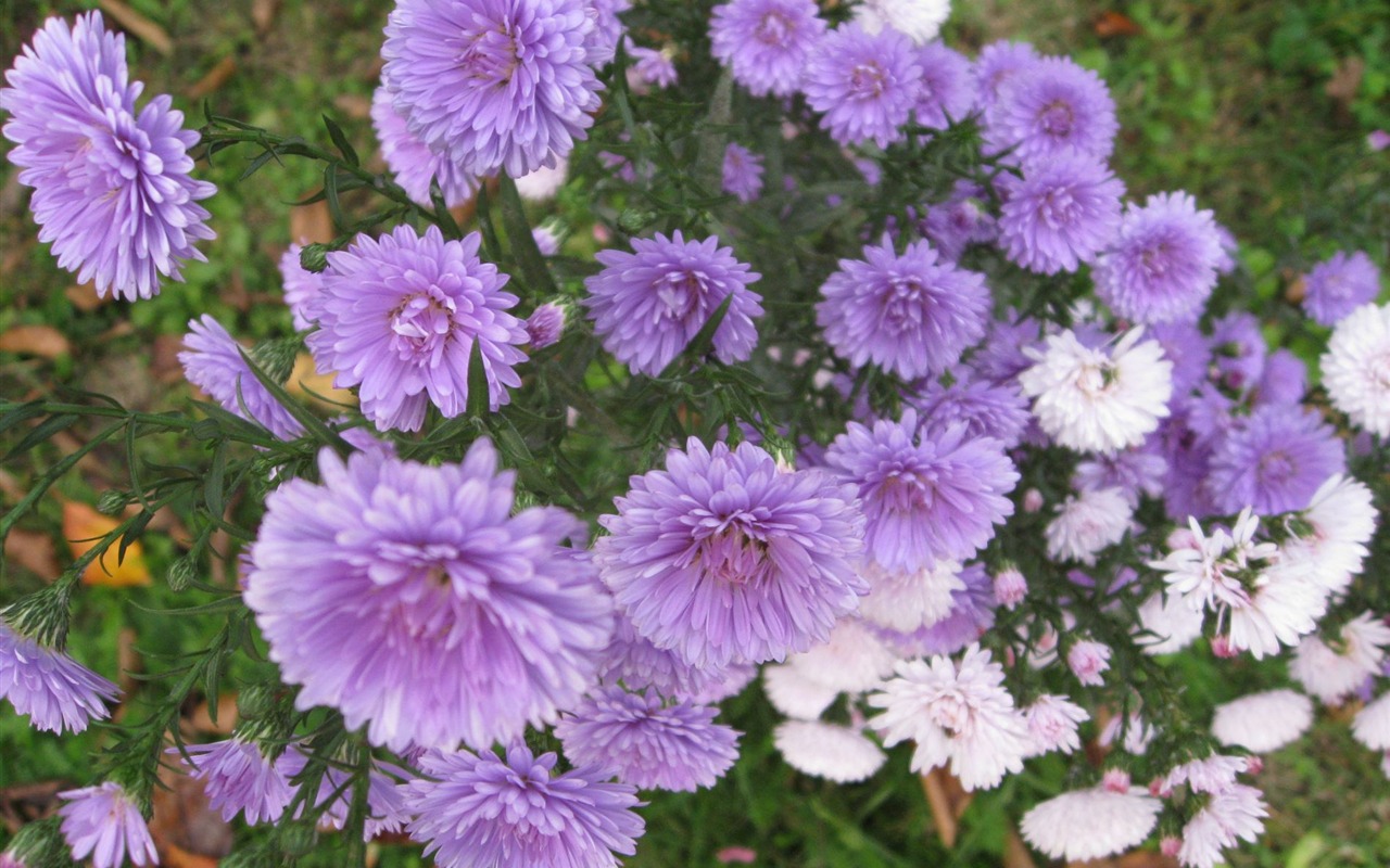 Aster Flowers Tapete Album #14 - 1280x800