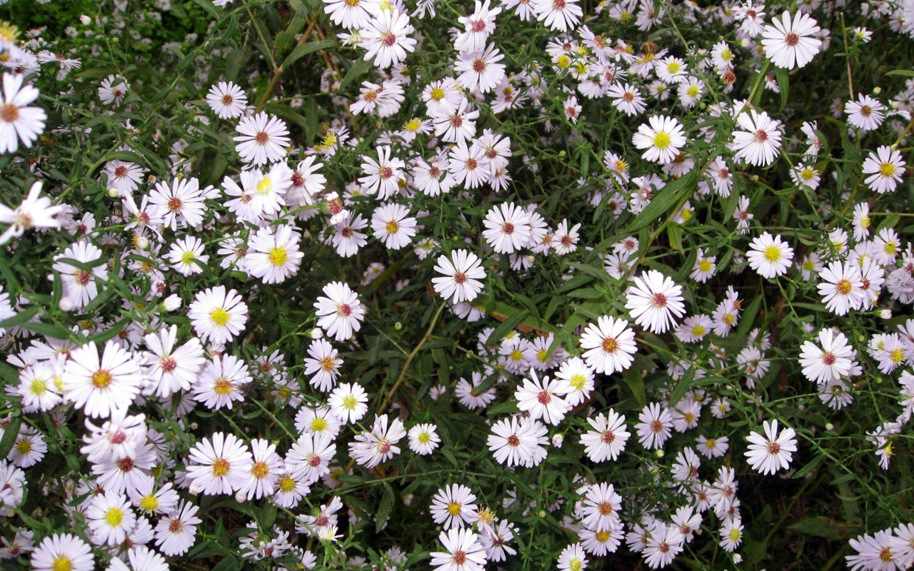 Aster Flowers wallpaper album #15 - 1280x800