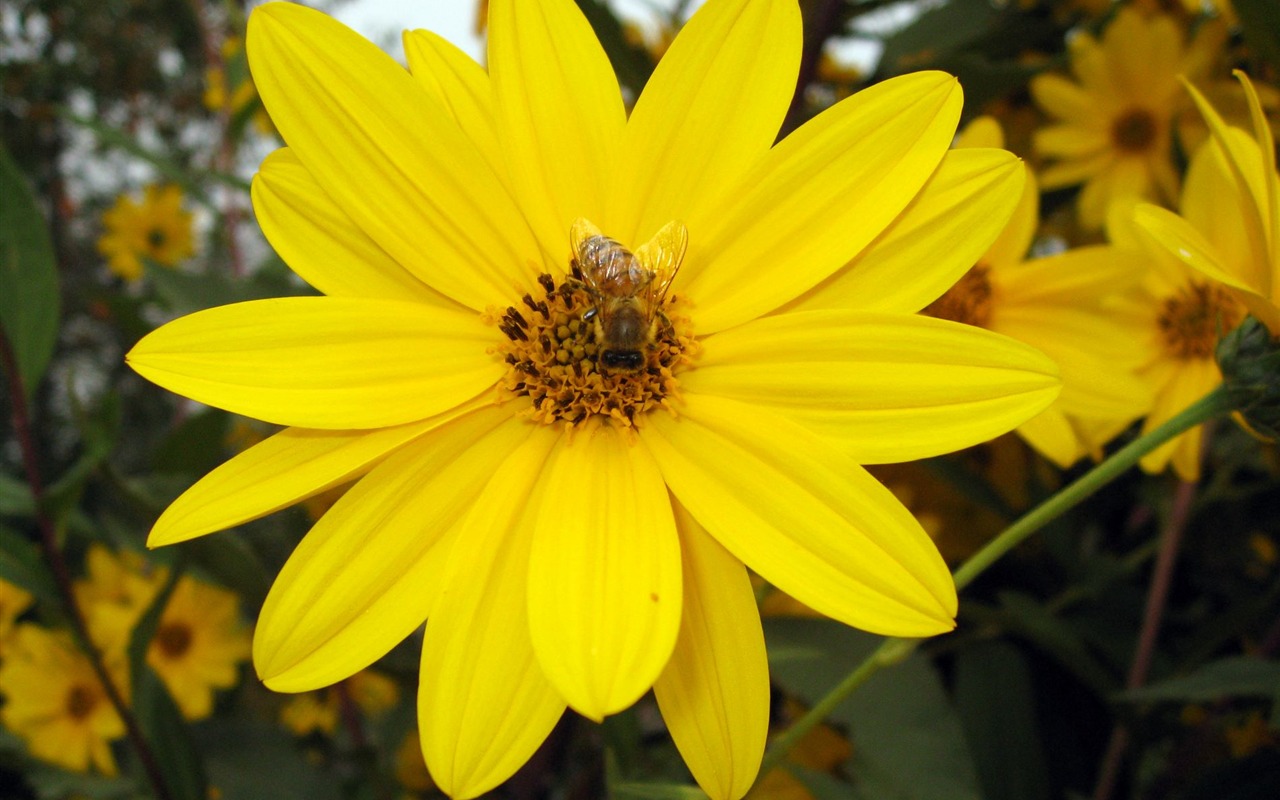 Aster Květiny wallpaper album #17 - 1280x800