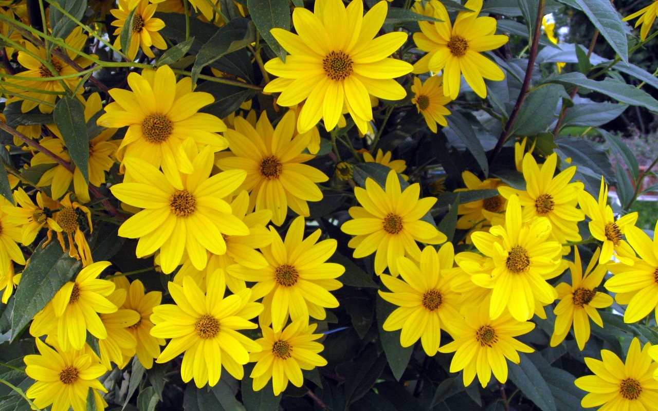 Aster Flowers wallpaper album #19 - 1280x800