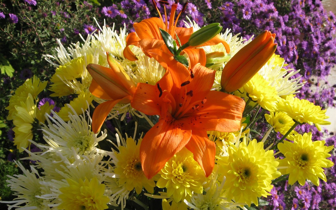 Aster Flowers wallpaper album #20 - 1280x800